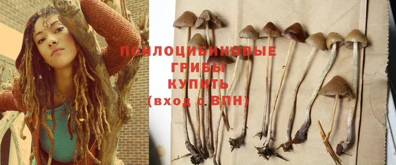 Псилоцибиновые грибы Cubensis  Сольцы 